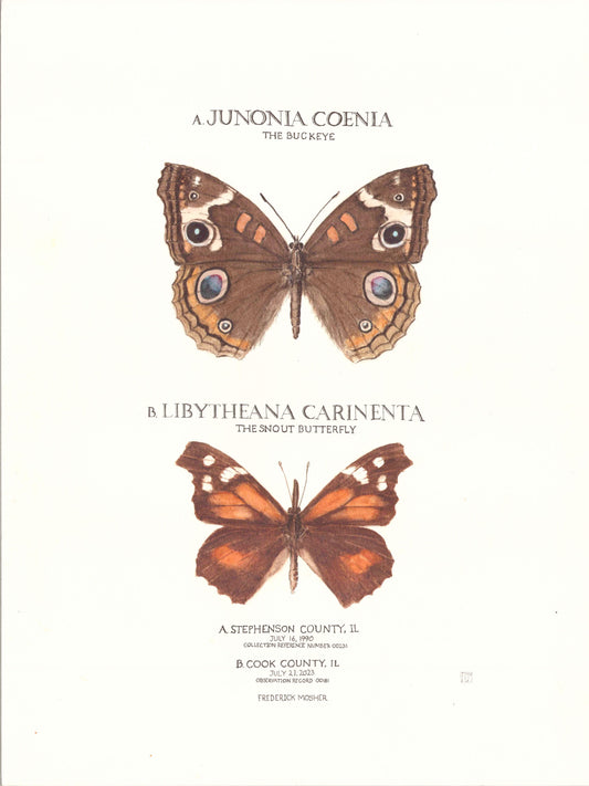 Limited Edition Buckeye and Snout Butterfly Fine Art Print