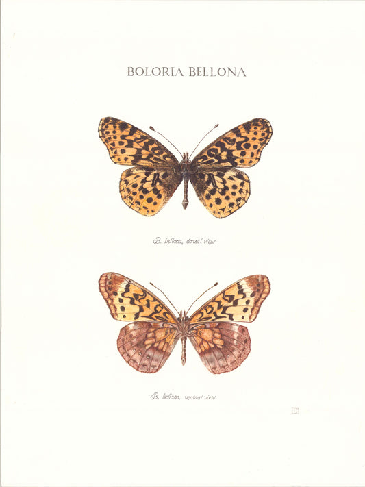 Limited Edition Eastern Meadow Fritillary Fine Art Print