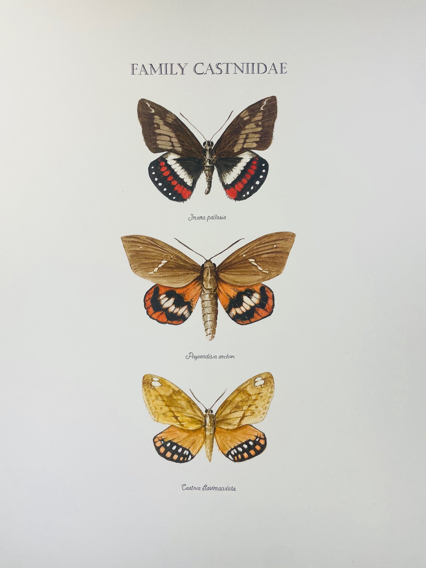 Limited Edition Fine Art Print of Three Giant Butterfly Moths