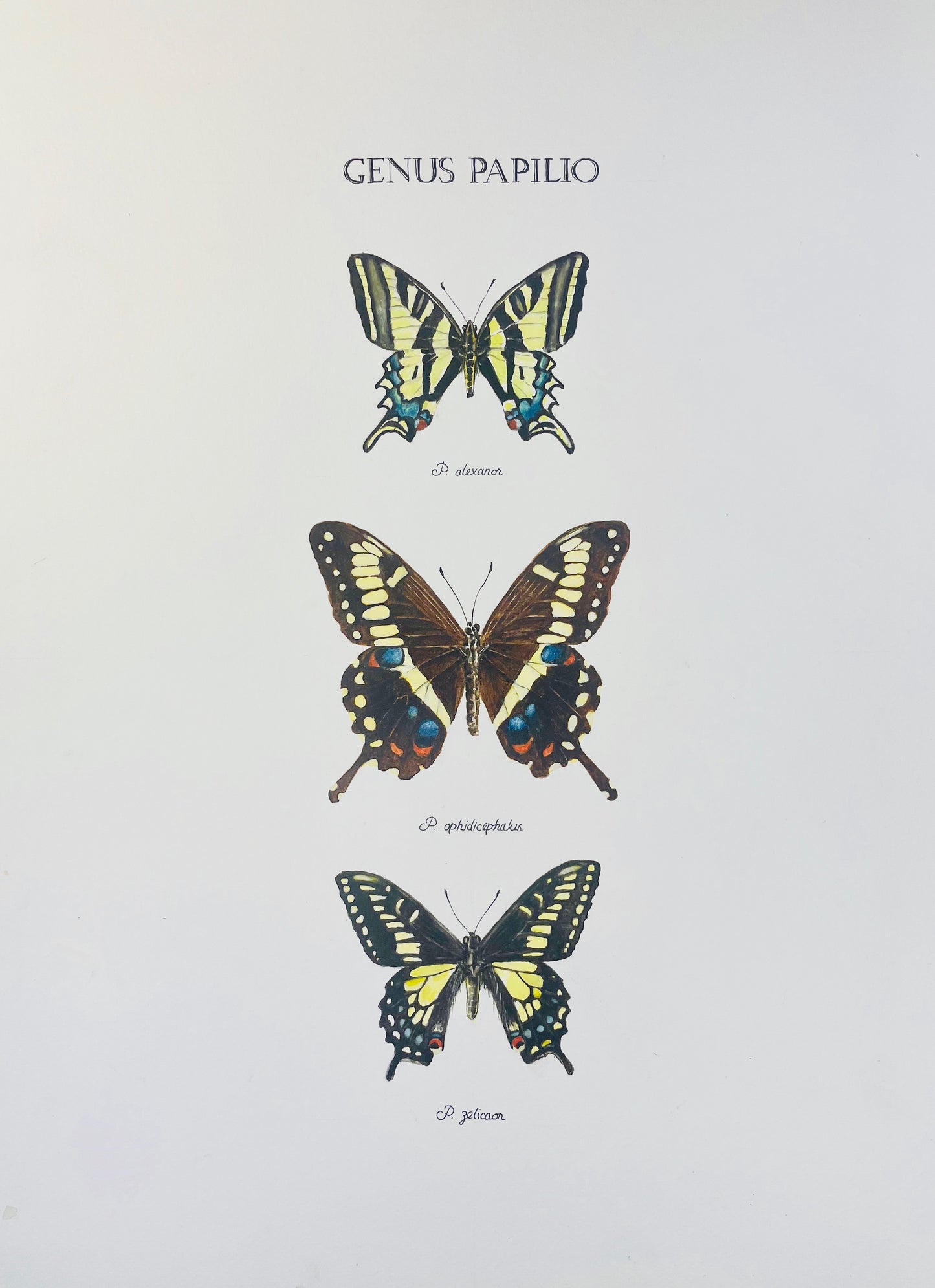 Signed Fine Art Print of Three Beautiful Swallowtail Butterfly Species