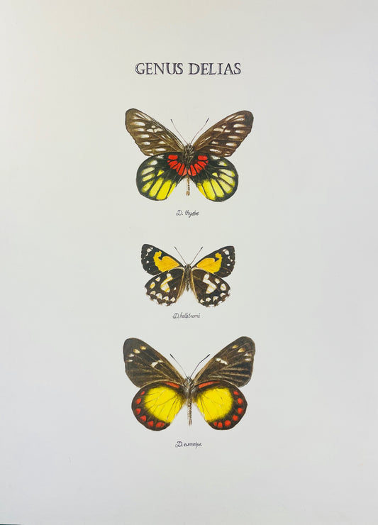 Limited Edition Fine Art Print of the Genus Delias