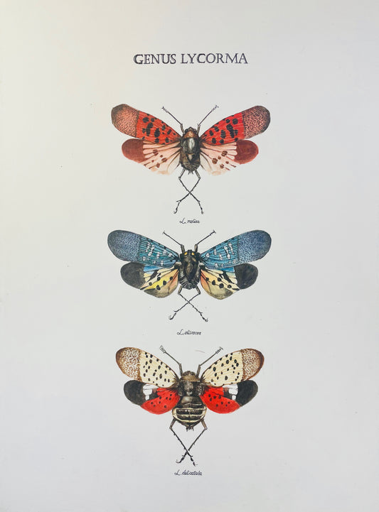Limited Edition Fine Art Print of the Spotted Lanternfly and Related Species