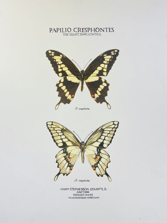 Limited Edition Giant Swallowtail Fine Art Print