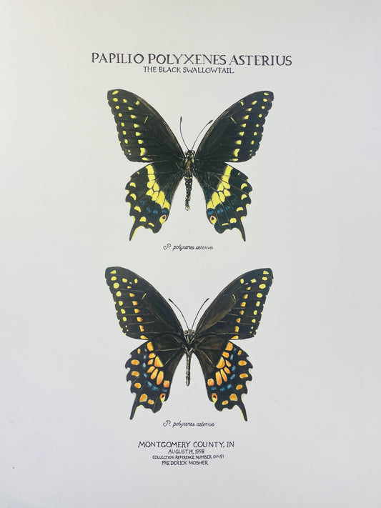 Limited Edition Fine Art Print of the Black Swallowtail Butterfly