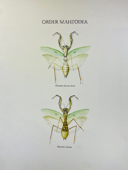 Limited Edition Praying Mantis Fine Art Print