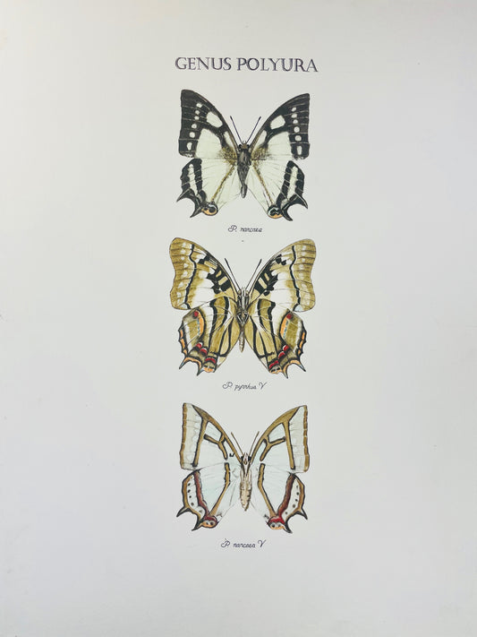 Limited Edition Fine Art Print of the Genus Polyura