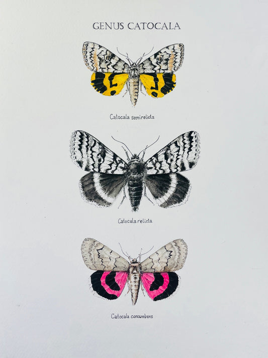 Limited Edition Fine Art Print of Three Underwing Moths
