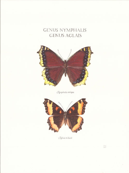Limited Edition Mourning Cloak Butterfly Fine Art Print