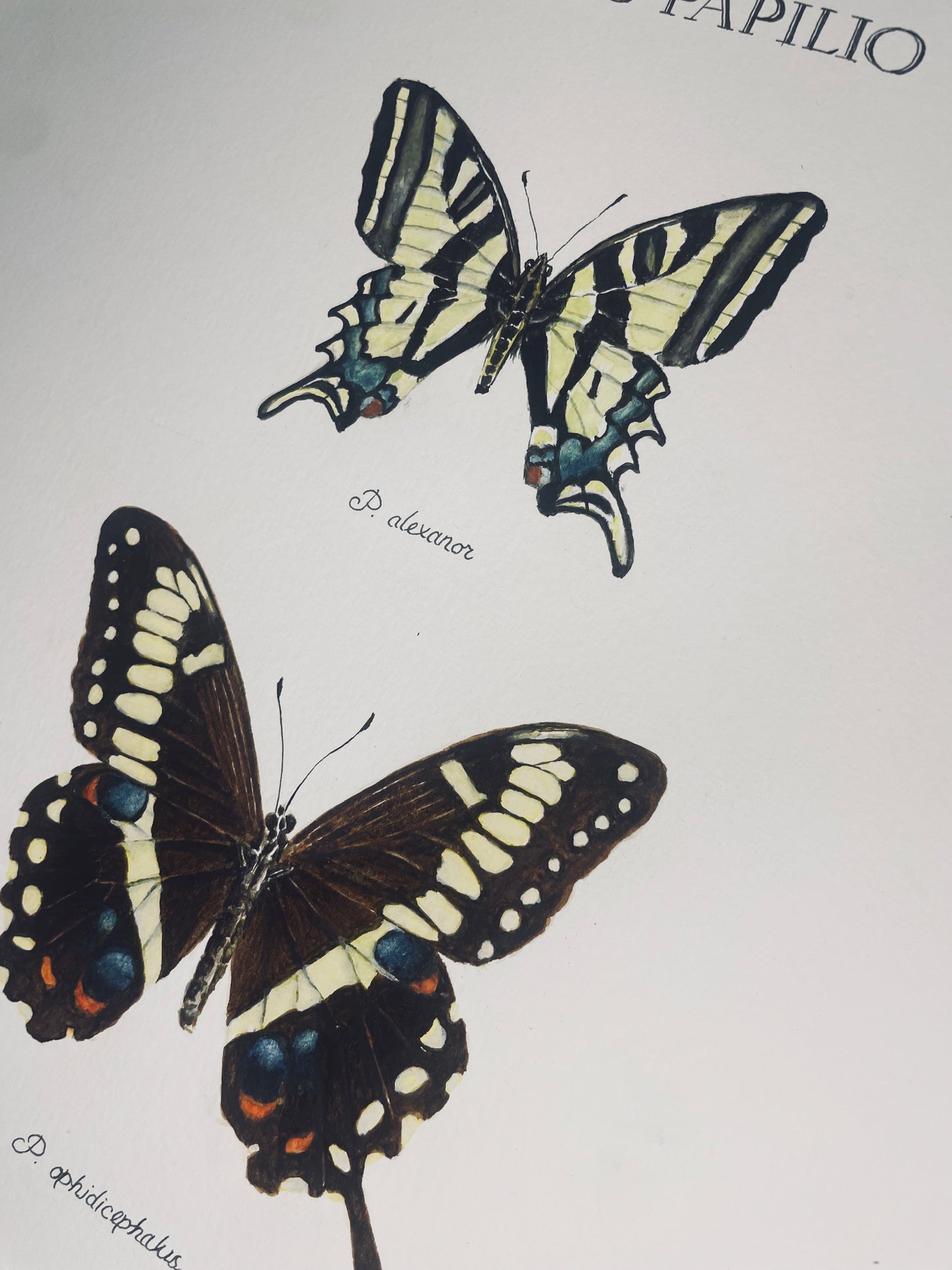 Signed Fine Art Print of Three Beautiful Swallowtail Butterfly Species