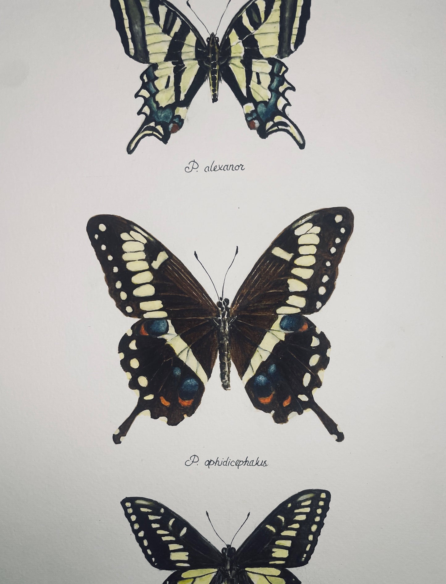 Signed Fine Art Print of Three Beautiful Swallowtail Butterfly Species
