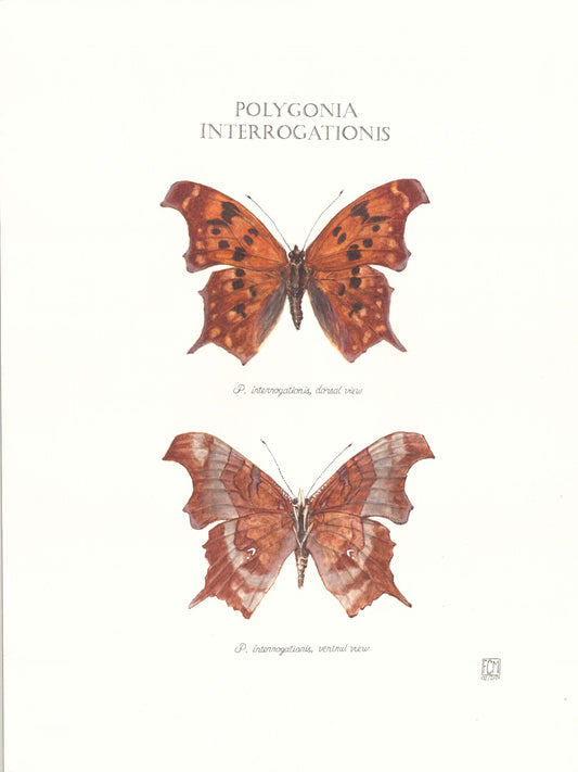 Limited Edition Question Mark Butterfly Fine Art Print