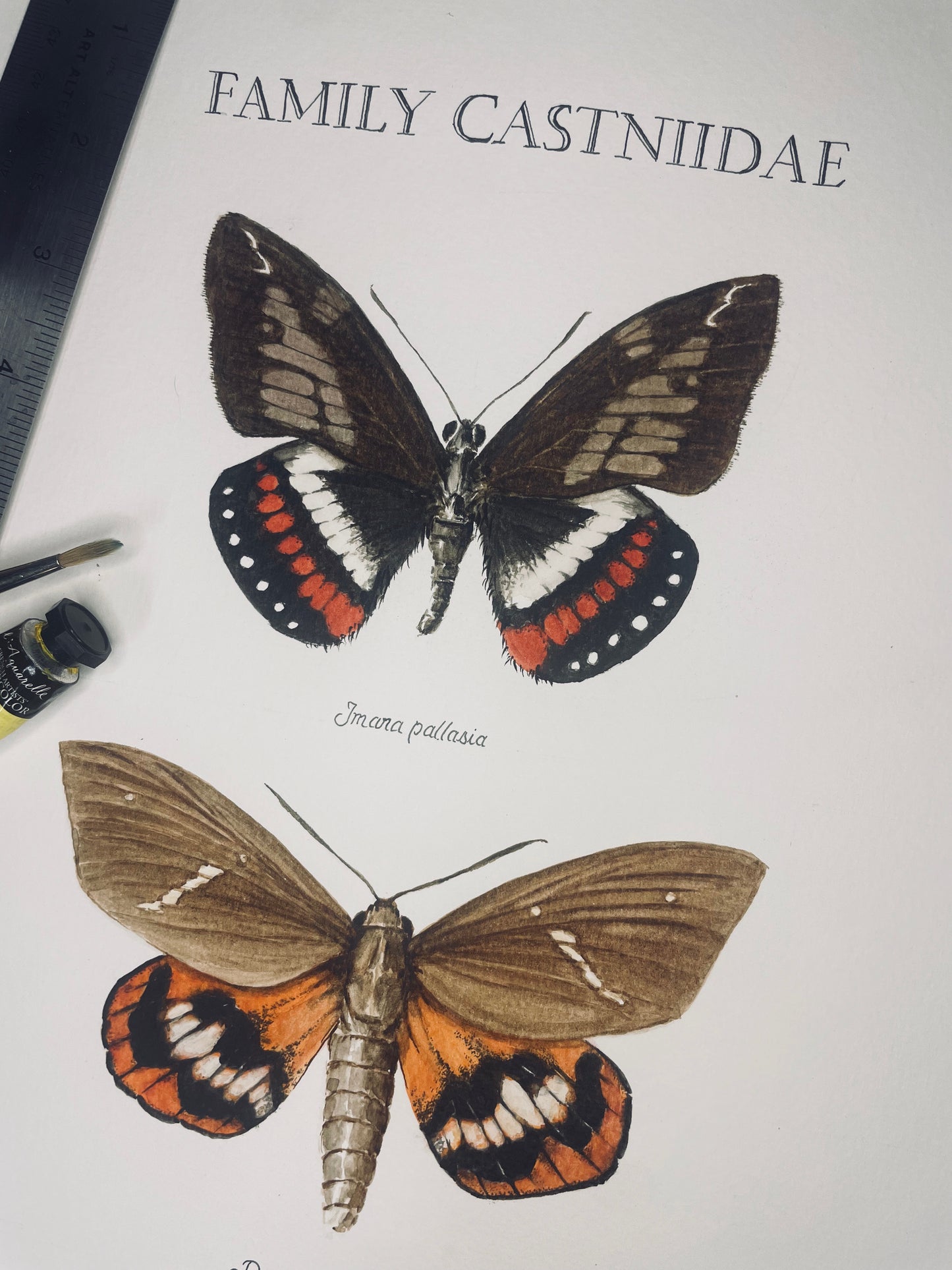 Limited Edition Fine Art Print of Three Giant Butterfly Moths