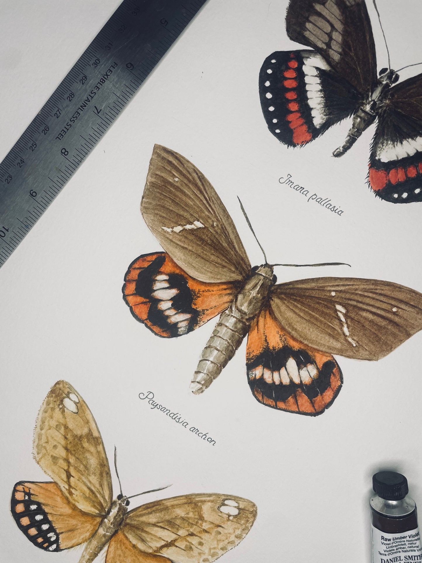Limited Edition Fine Art Print of Three Giant Butterfly Moths