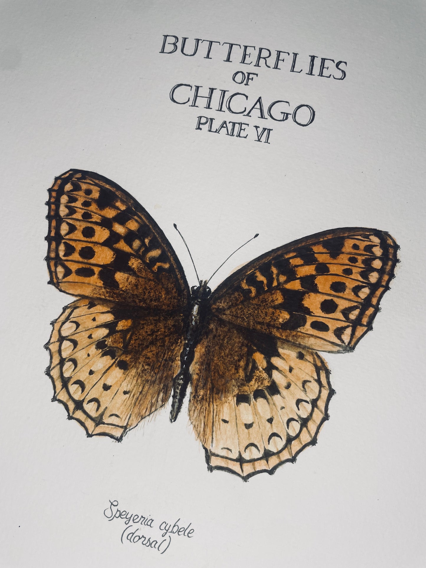 Signed Fine Art Print of the Great Spangled Fritillary
