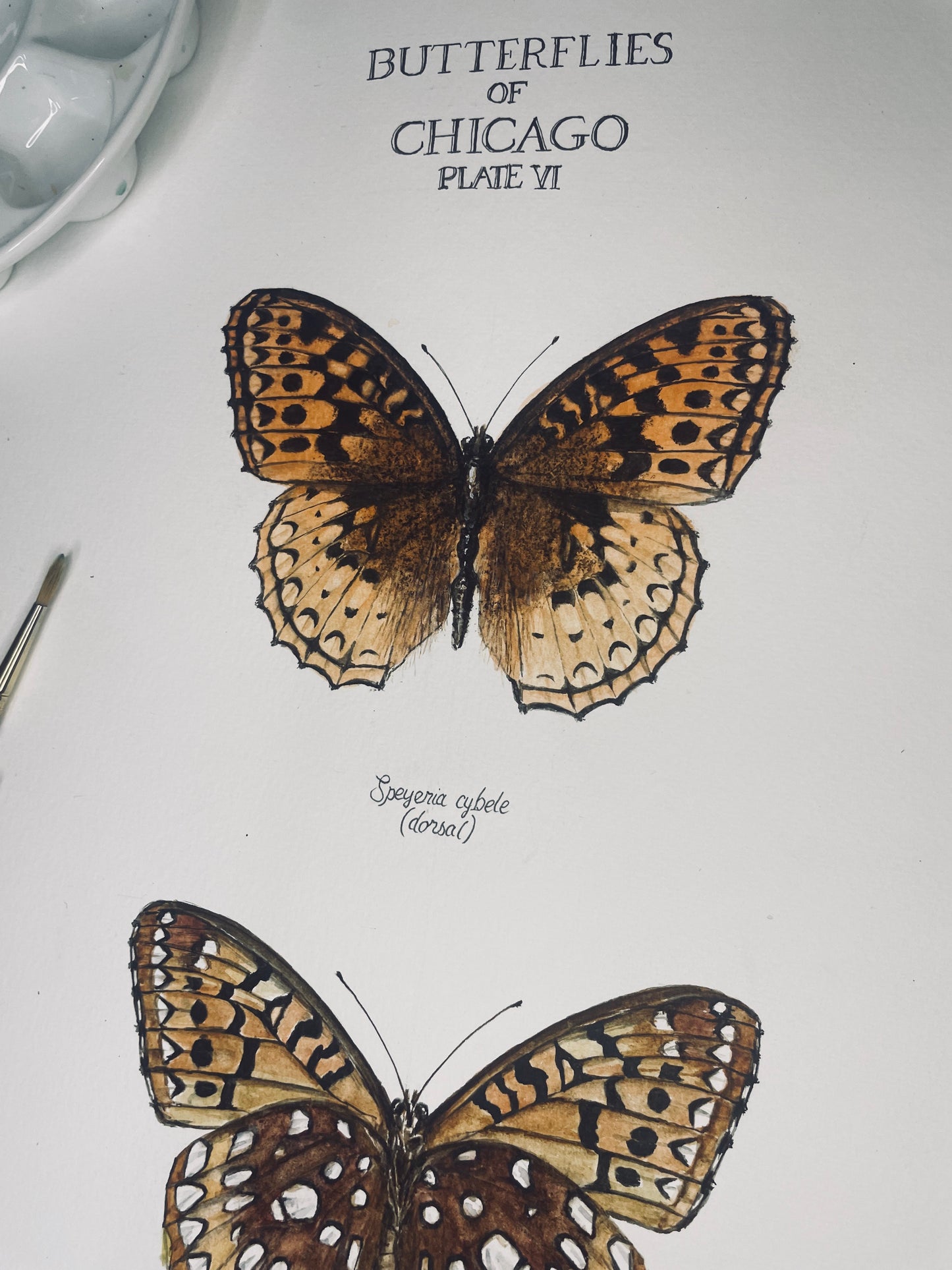 Signed Fine Art Print of the Great Spangled Fritillary
