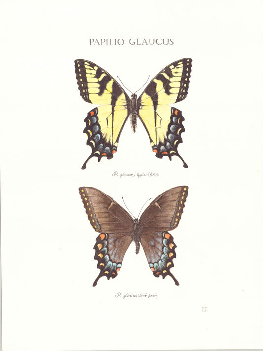 Limited Edition Tiger Swallowtail Butterfly Fine Art Print