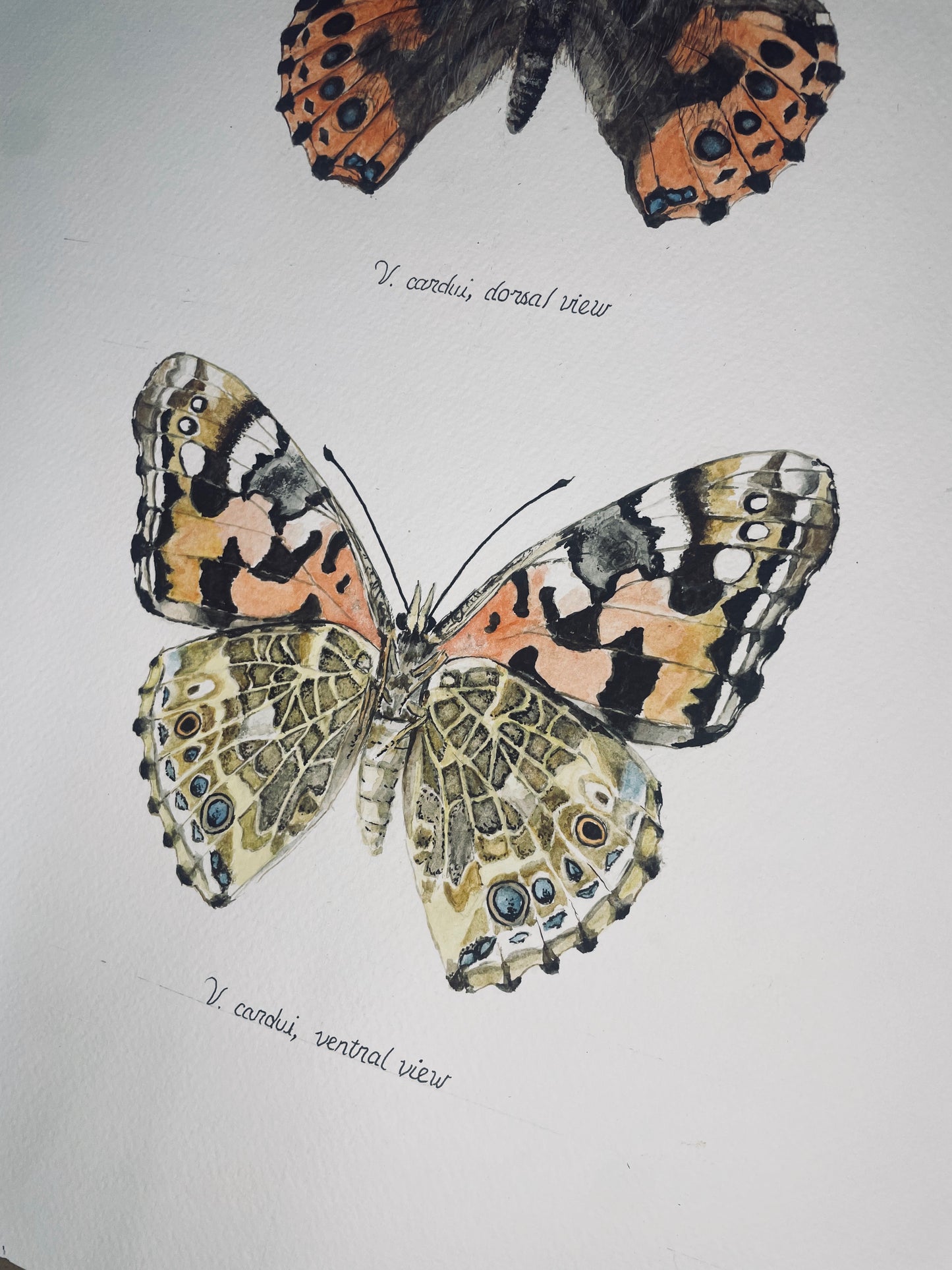 Limited Edition Painted Lady Butterfly Fine Art Print