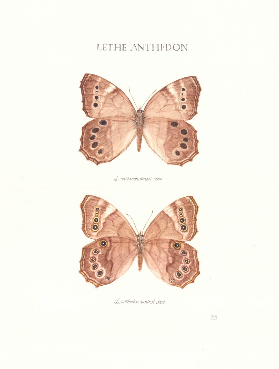 Limited Edition Pearly Eye Butterfly Fine Art Print