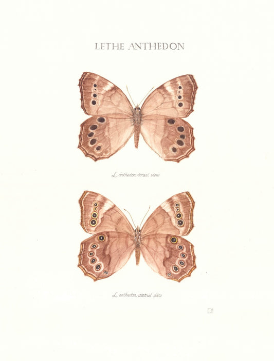 Limited Edition Pearly Eye Butterfly Fine Art Print