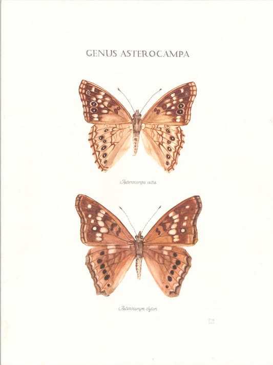Limited Edition Emperor Butterflies Fine Art Print