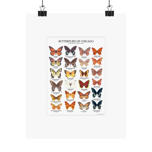 Butterflies of Chicago Original Artwork Poster