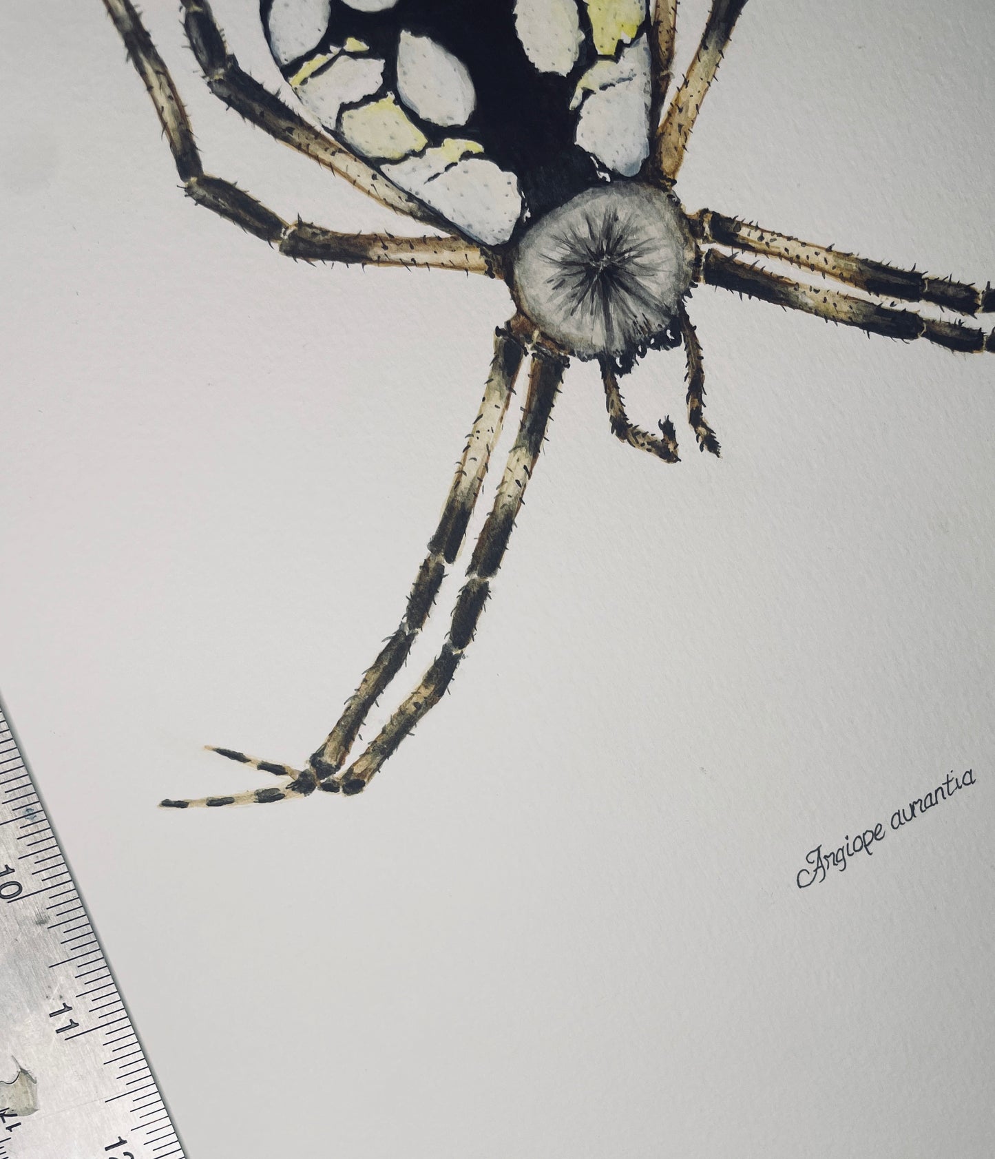 Signed Fine Art Print of the Common Garden Spider