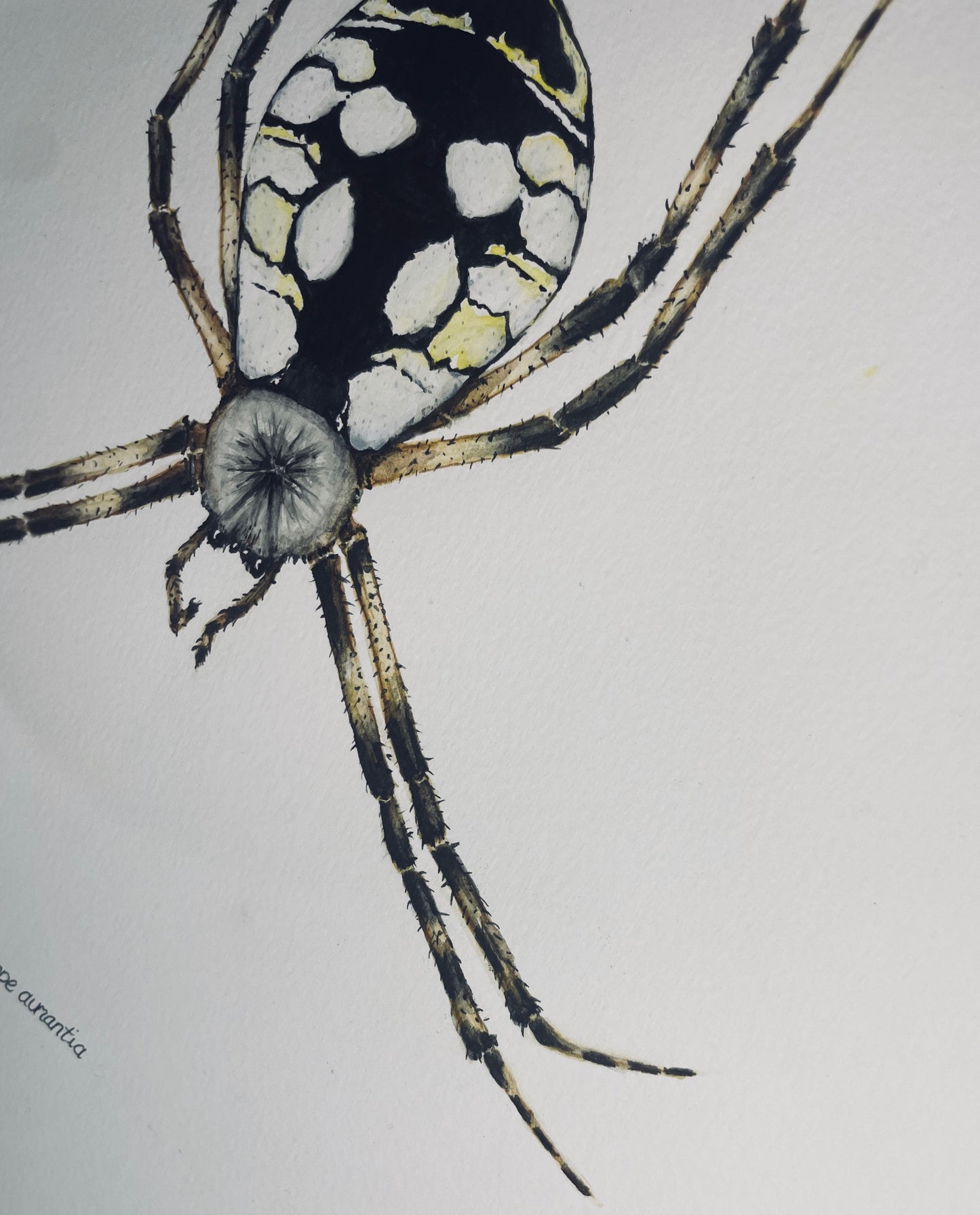 Signed Fine Art Print of the Common Garden Spider