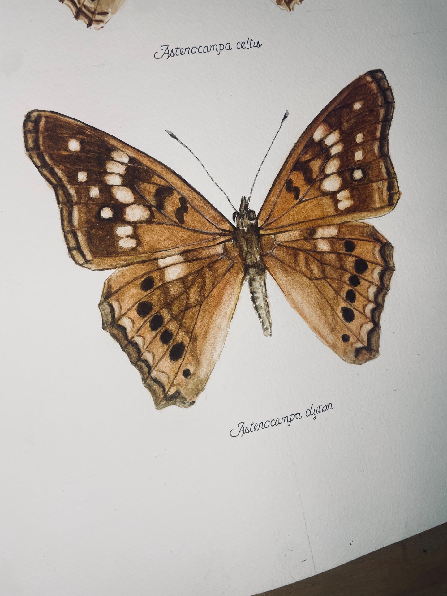 Limited Edition Emperor Butterflies Signed and Numbered Fine Art Print