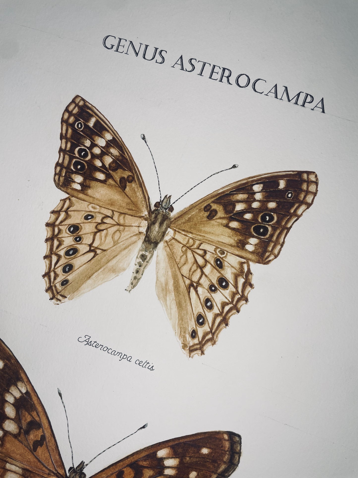 Limited Edition Emperor Butterflies Signed and Numbered Fine Art Print