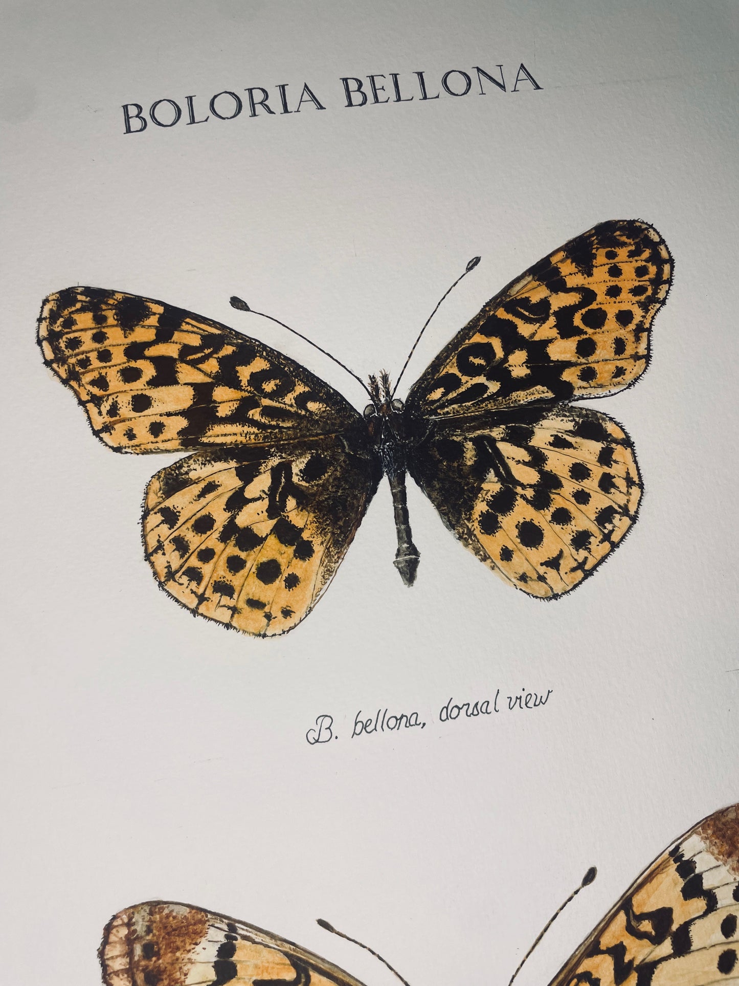 Limited Edition Eastern Meadow Fritillary Signed and Numbered Fine Art Print