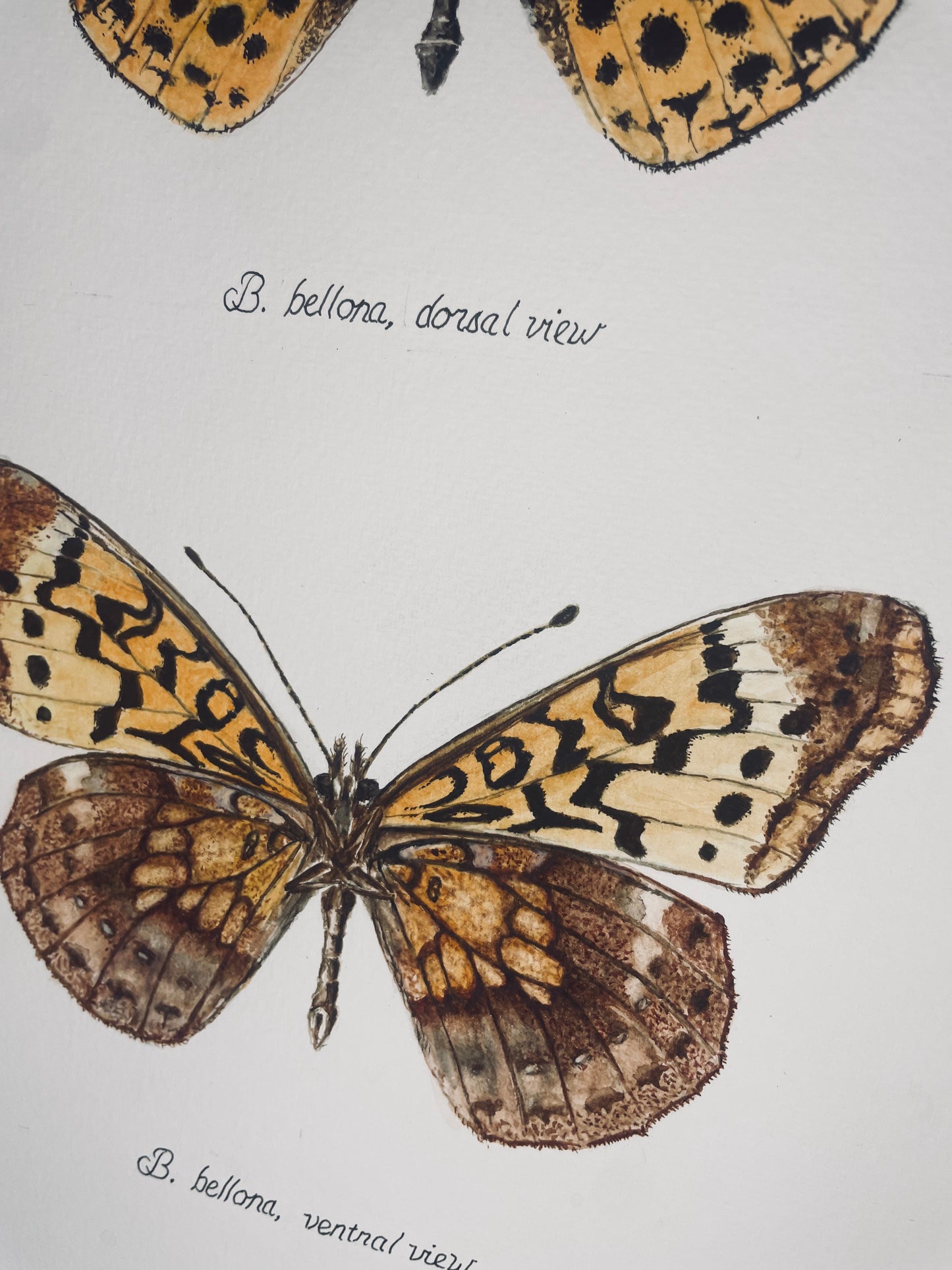 Limited Edition Eastern Meadow Fritillary Signed and Numbered Fine Art Print