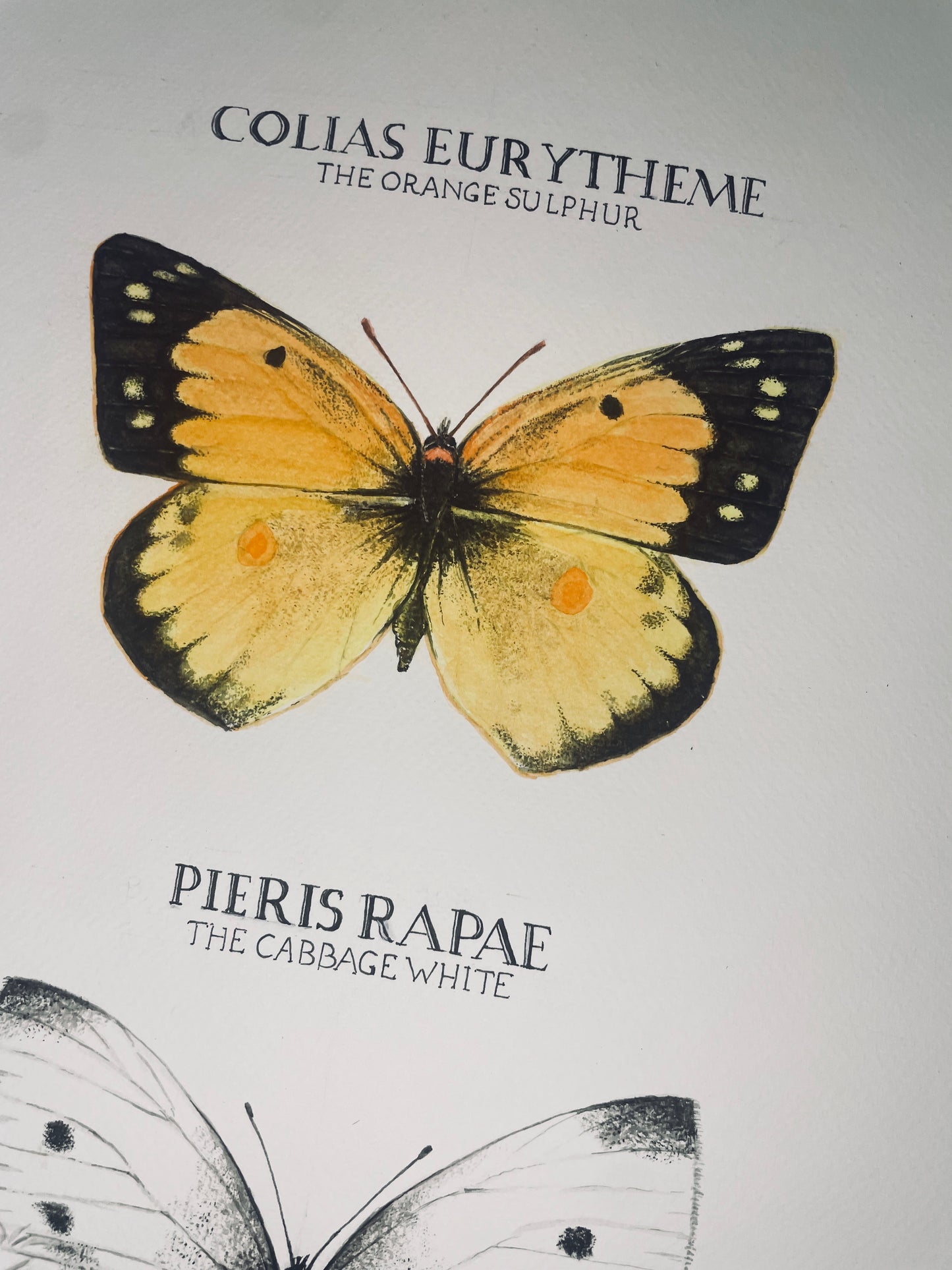 Limited Edition Sulphur and Cabbage White Butterfly Signed and Numbered Fine Art Print