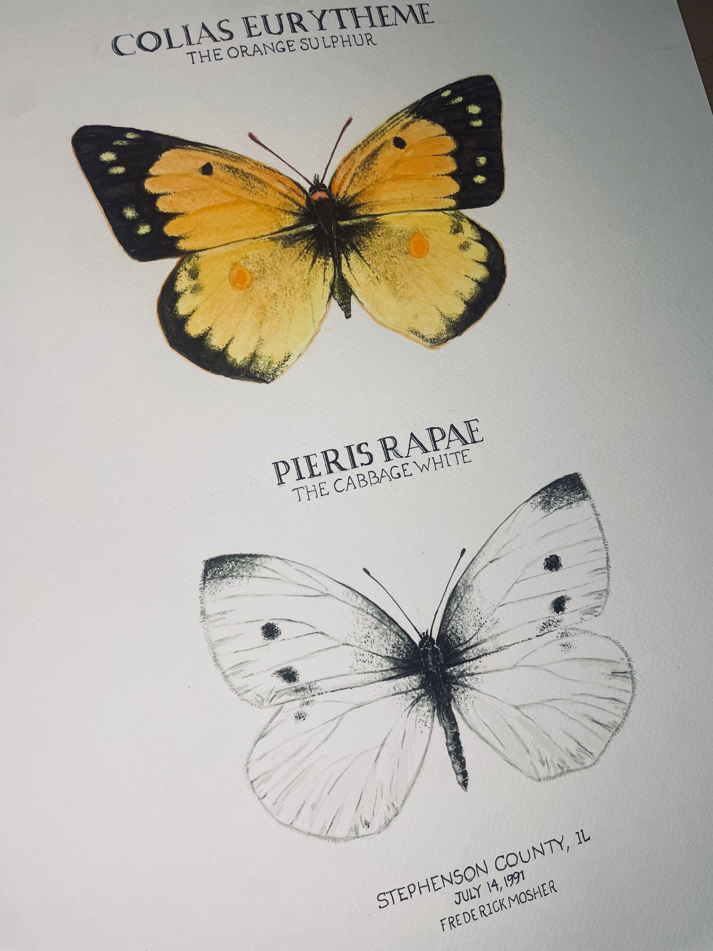 Limited Edition Sulphur and Cabbage White Butterfly Signed and Numbered Fine Art Print