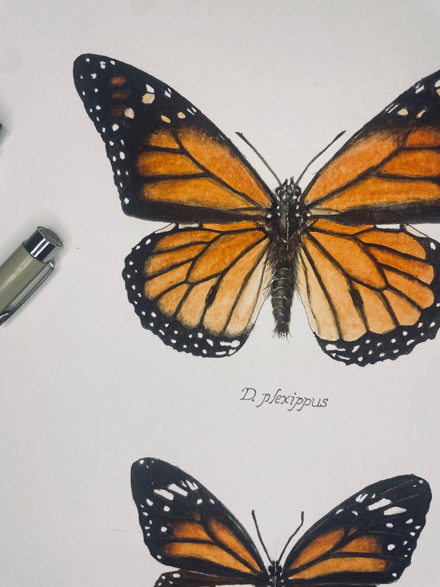 Signed Fine Art Print of the Monarch and Related Species