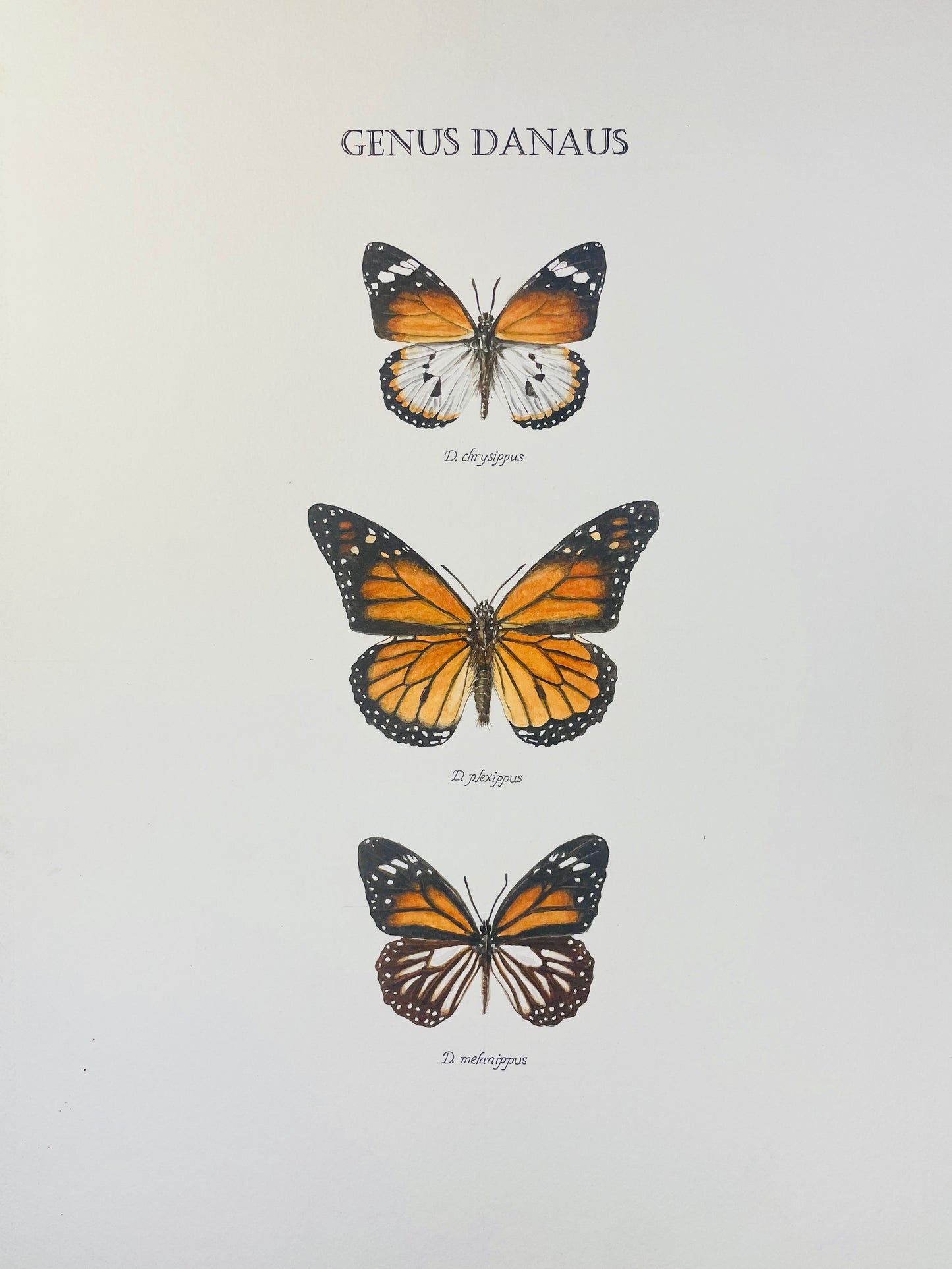 Signed Fine Art Print of the Monarch and Related Species