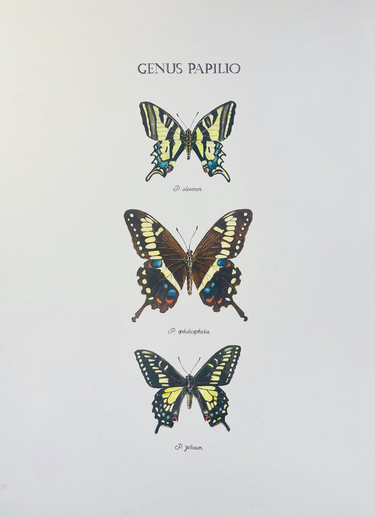 Signed Fine Art Print of Three Beautiful Swallowtail Butterfly Species