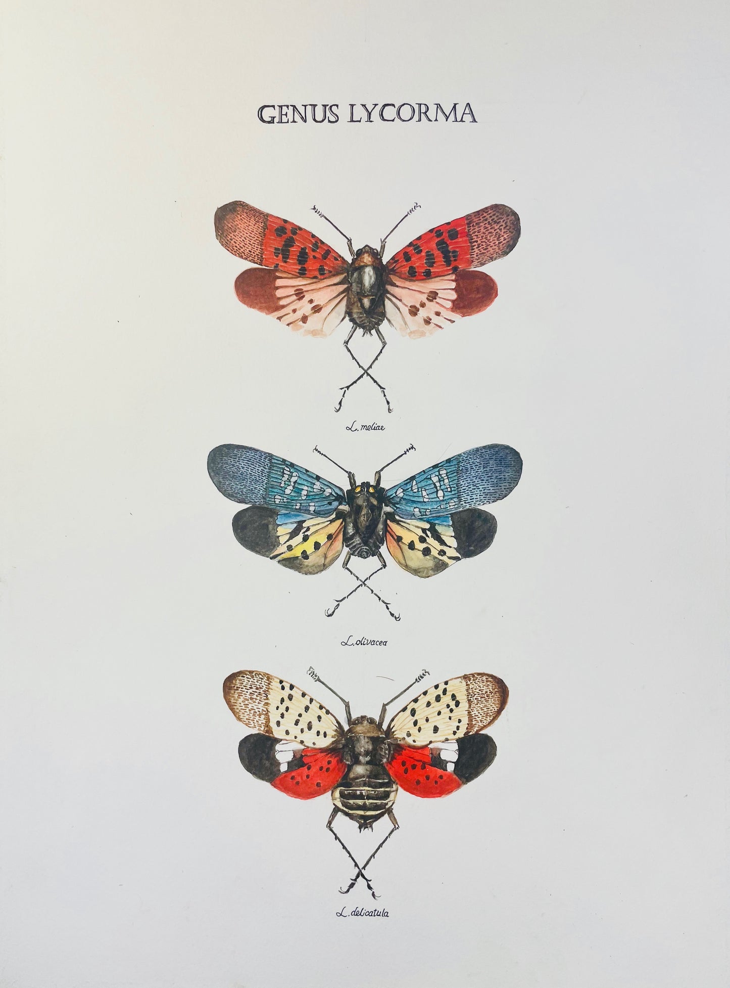 Signed Fine Art Print of the Spotted Lanternfly and Relatives