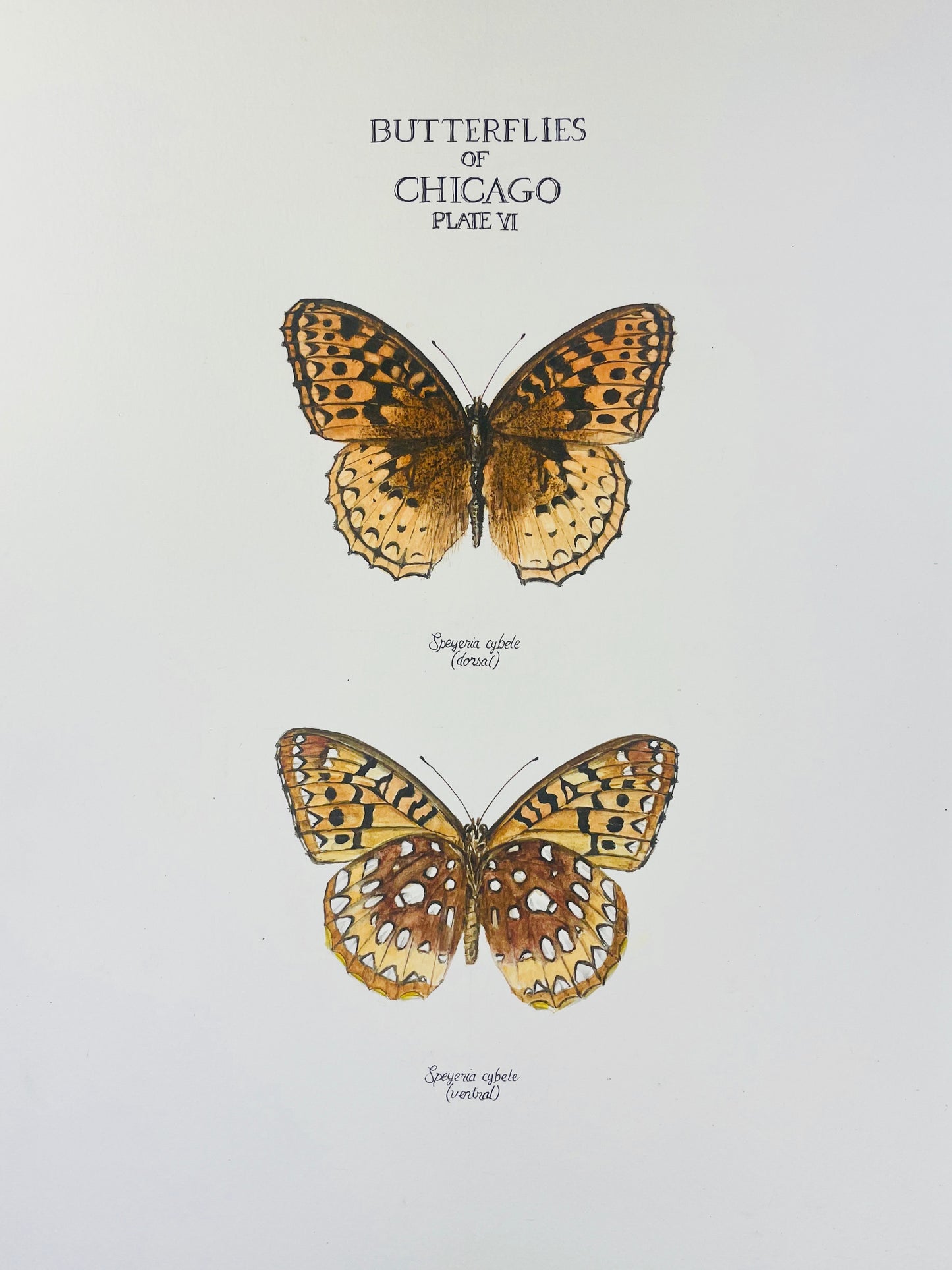 Signed Fine Art Print of the Great Spangled Fritillary