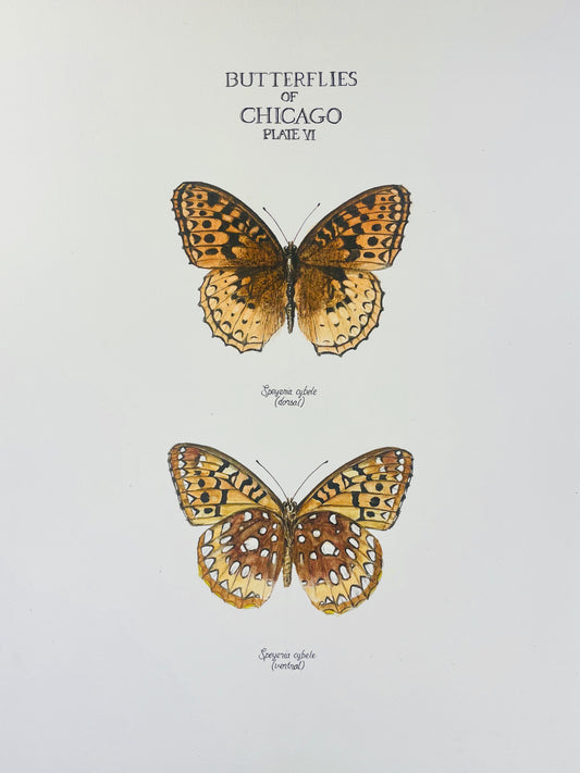 Signed Fine Art Print of the Great Spangled Fritillary