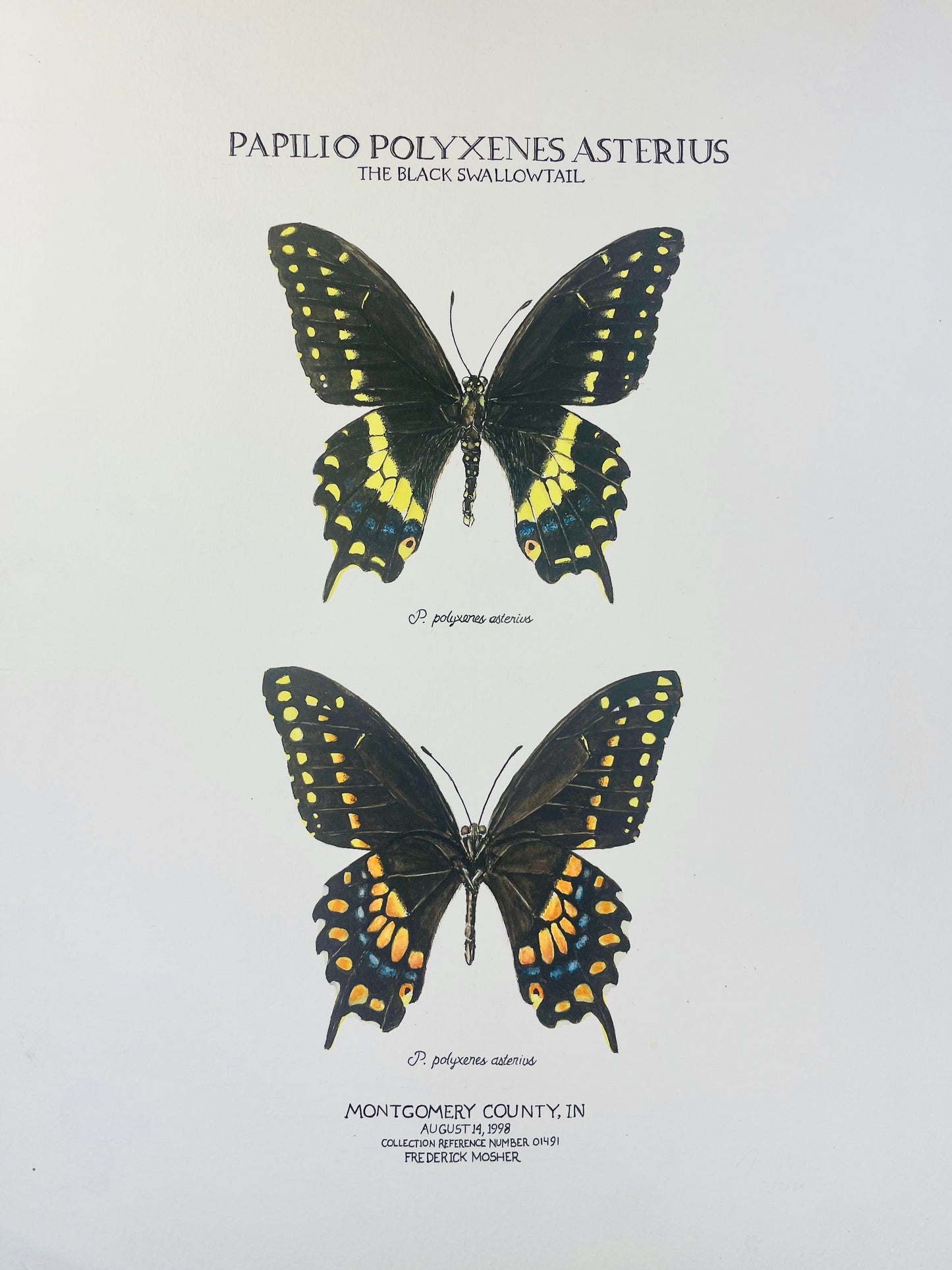 Signed Fine Art Print of the Black Swallowtail Butterfly