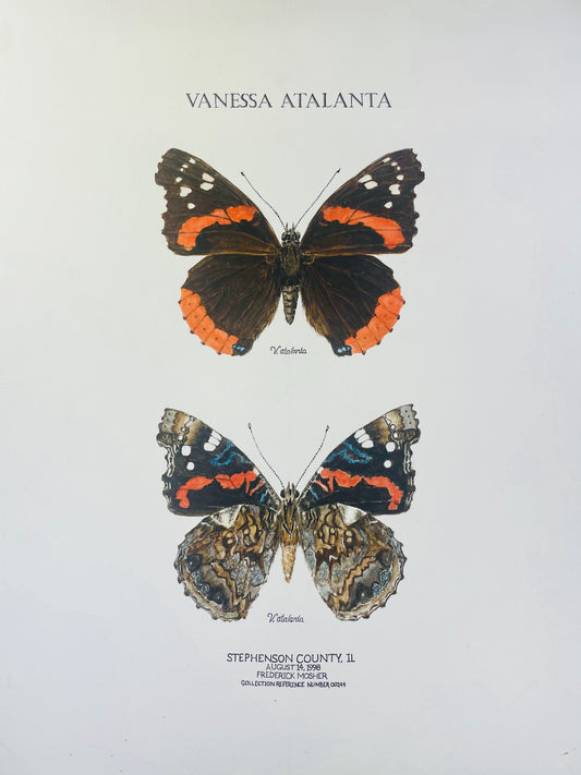 Limited Edition Red Admiral Butterfly Signed and Numbered Fine Art Print