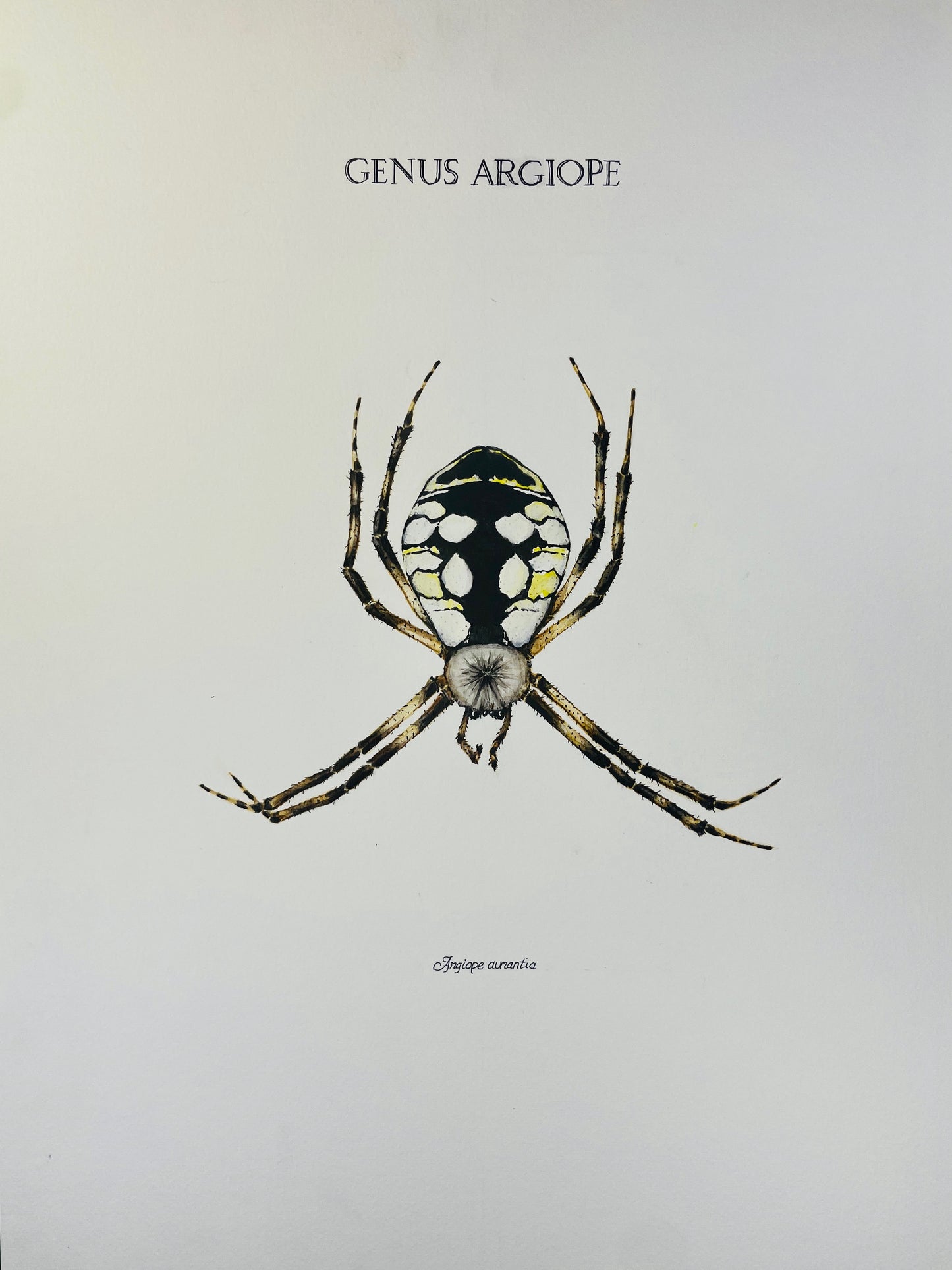 Signed Fine Art Print of the Common Garden Spider