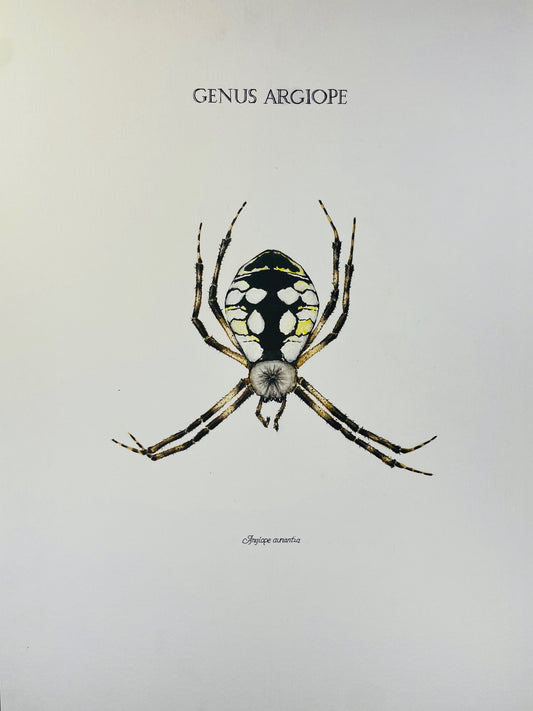 Signed Fine Art Print of the Common Garden Spider