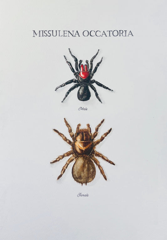 Signed Fine Art Print of the Red-Backed Mouse Spider