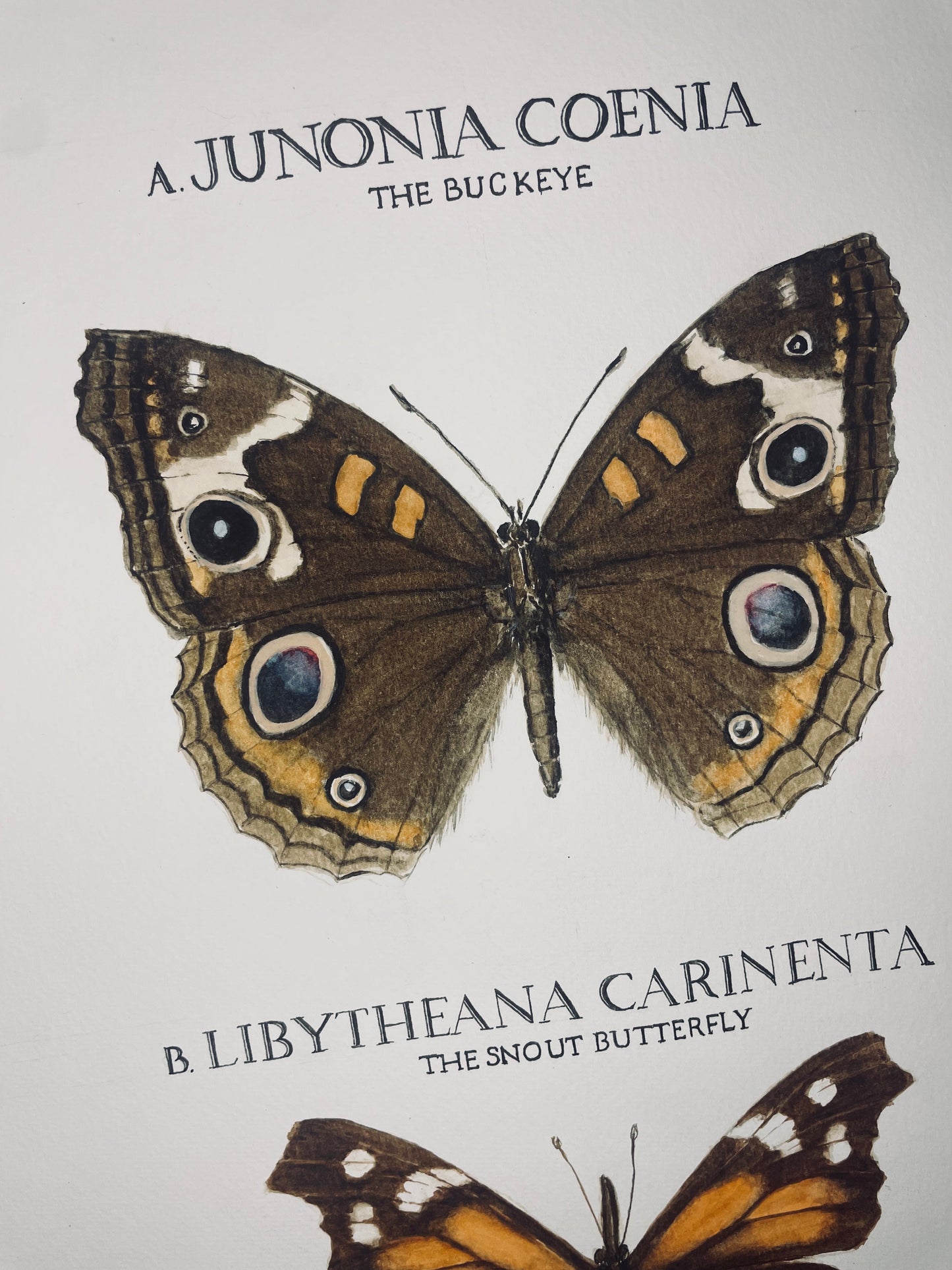 Limited Edition Buckeye and Snout Butterfly Signed and Numbered Fine Art Print