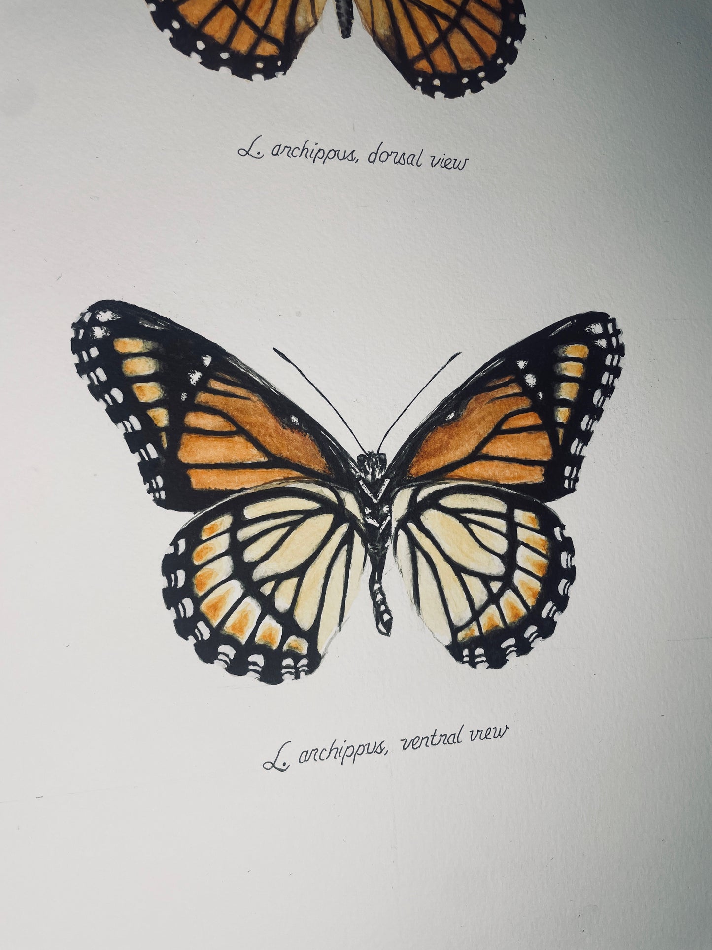 Limited Edition Viceroy Butterfly Signed and Numbered Fine Art Print