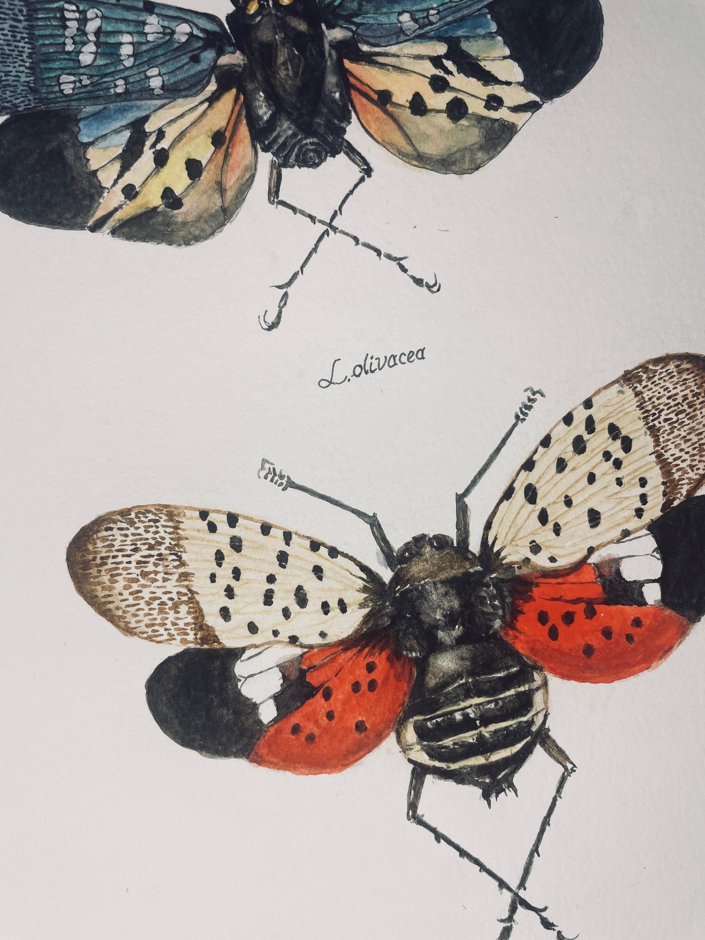 Signed Fine Art Print of the Spotted Lanternfly and Relatives