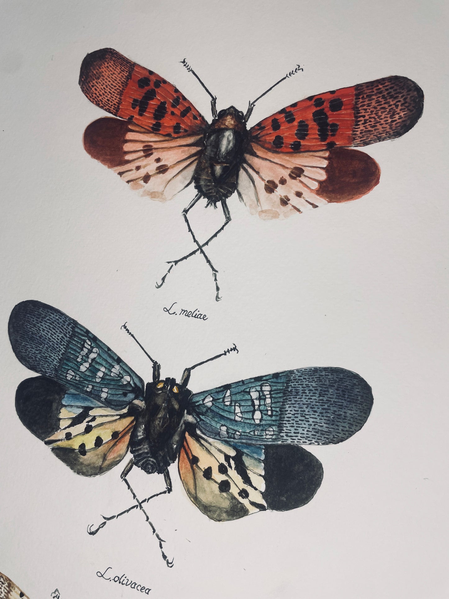 Signed Fine Art Print of the Spotted Lanternfly and Relatives