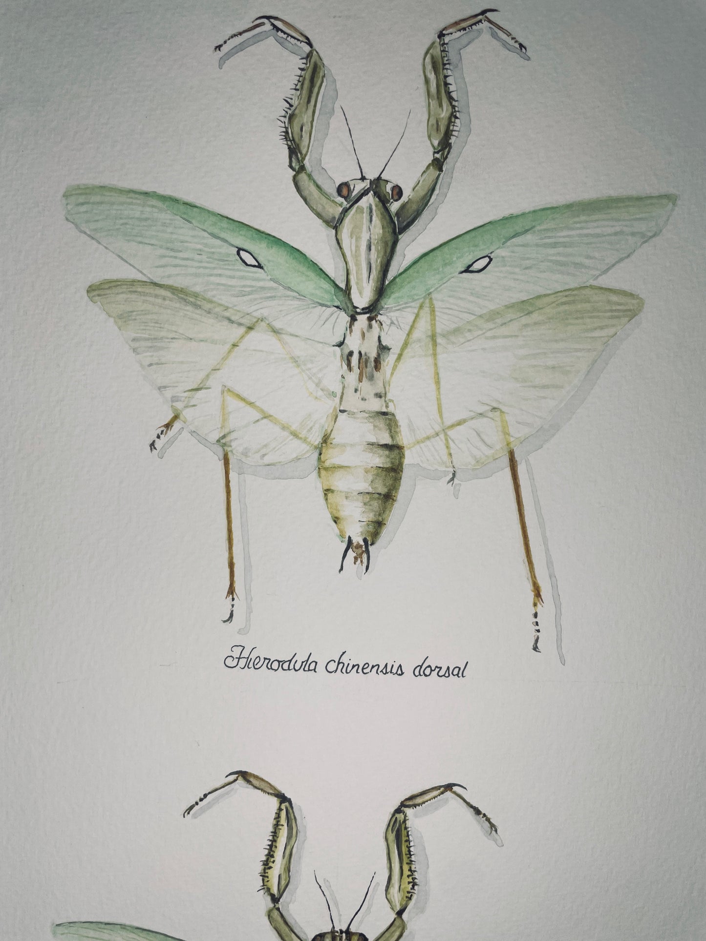 Signed Fine Art Print of the Praying Mantis