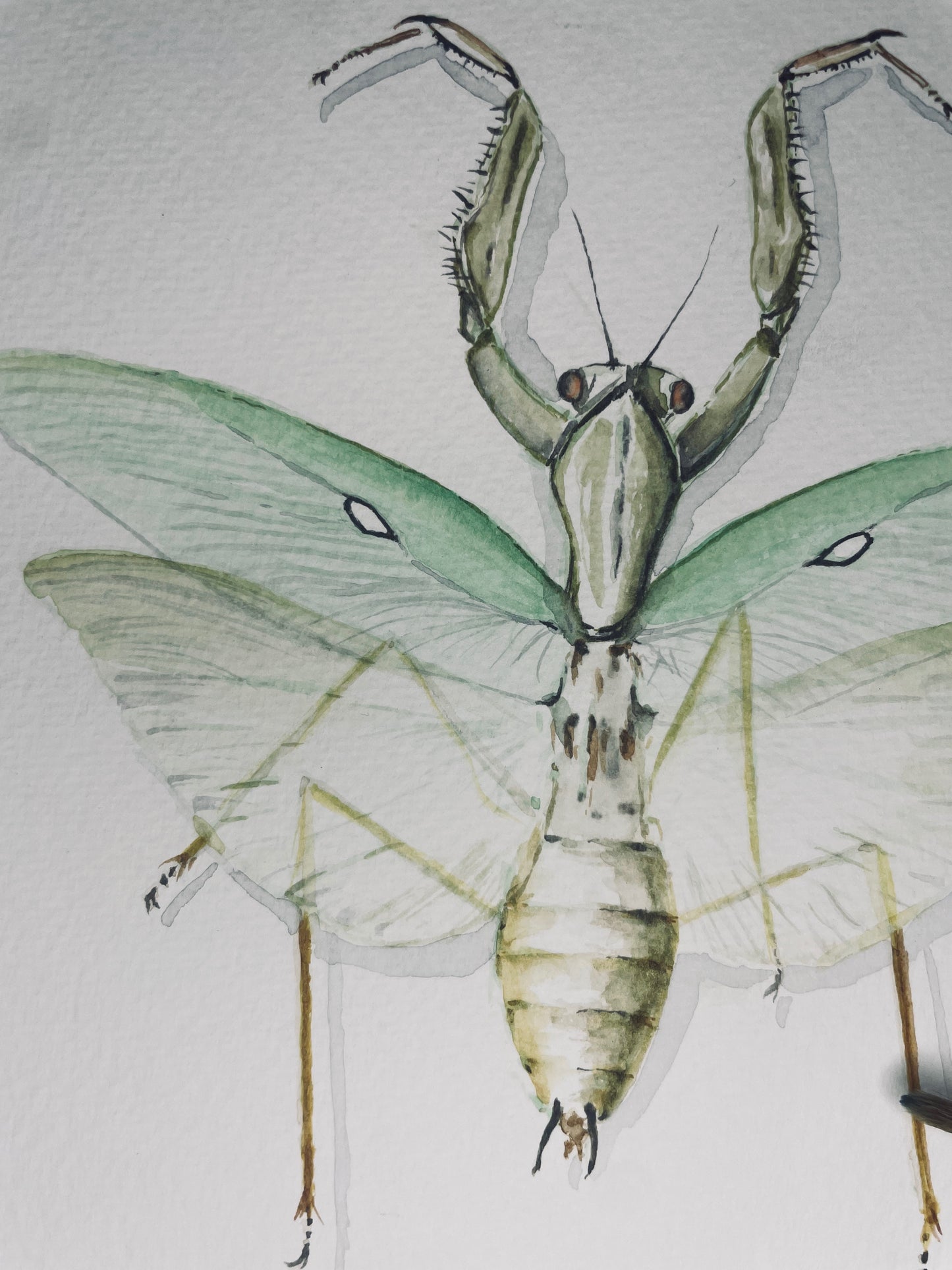 Signed Fine Art Print of the Praying Mantis